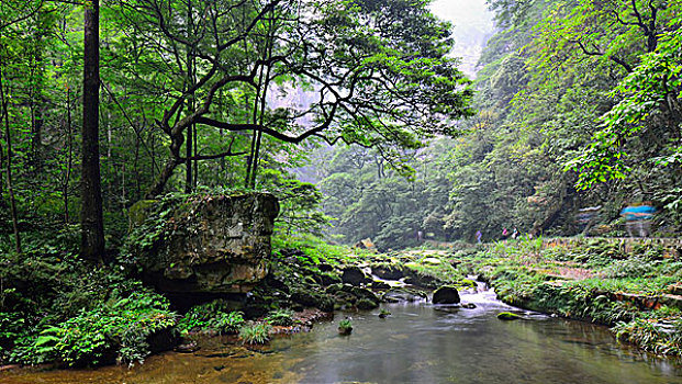 du doan rong bach kim
