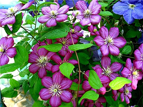 cường đại phát xsmb 6868