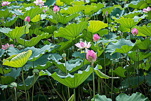 soi cầu mb miễn phí