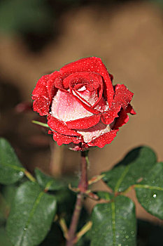 xổ số binh duong