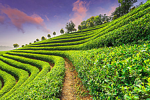 rong bach kim hai nhay