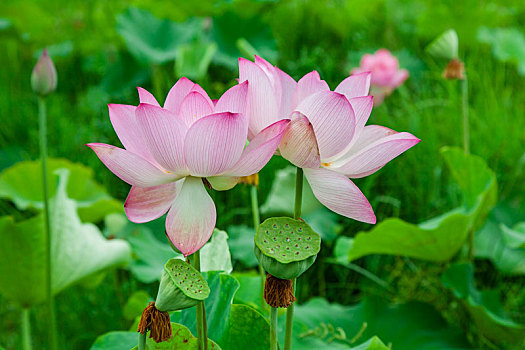 xổ số trực tuyến