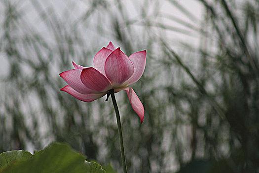 bach thu mien phi