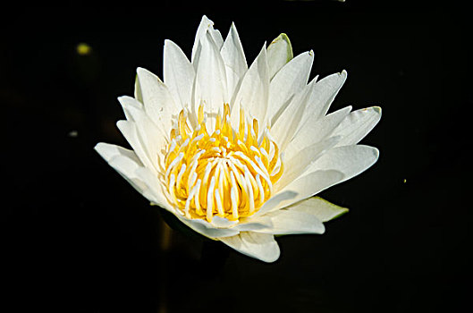 soi cau wap hom nay