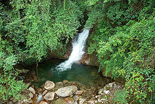 soi cau bach rong kim