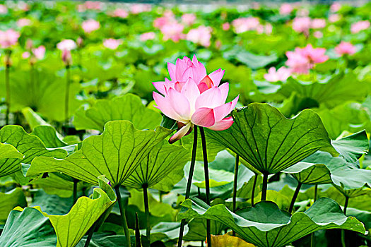 xsmb 888 soi cau mien phi