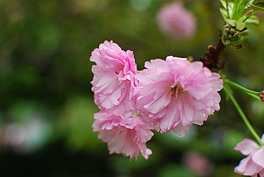 xổ số bến tre