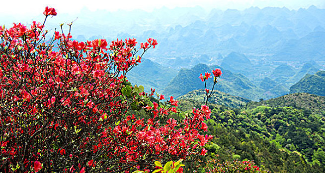 cau bach thu la