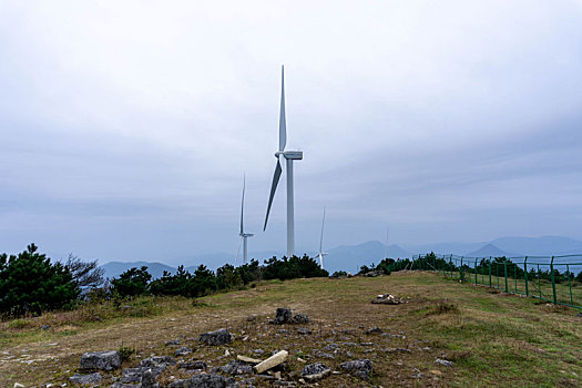lo de rong vang bach kim
