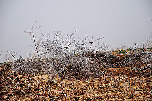 bạch thủ lô miễn phí