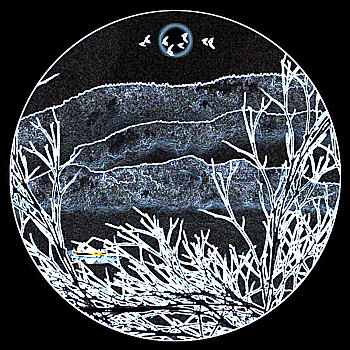 du doan lo