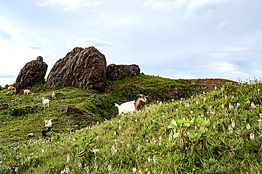 soi cau thang