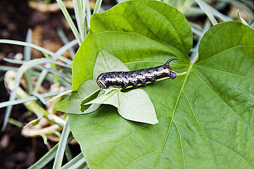 cầu lô đề