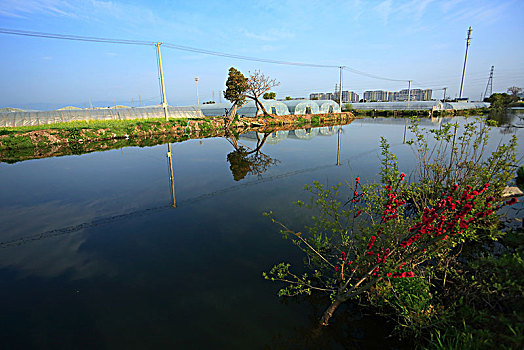 rong bach kim 247