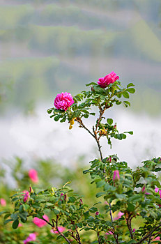 xổ số đồng nai hôm nay