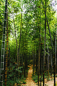 minh ngoc mien bac
