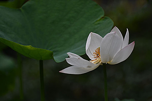 soi lô đề
