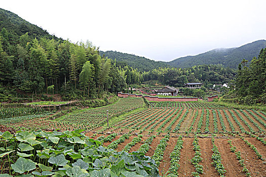 du doan cau lo