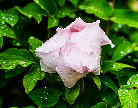 dàn đề miễn phí