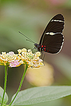 xổ số bà rịa