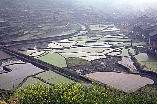 xuantocdo miền bắc