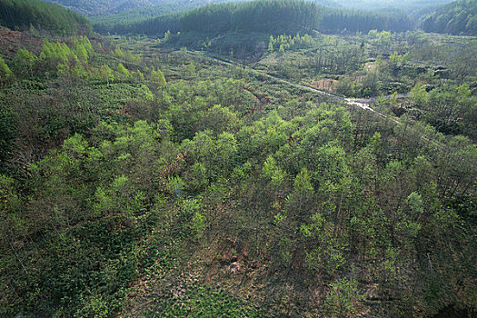 soi cau scv