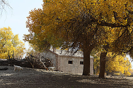 cau pascale