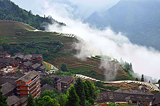 cau lo bach thu