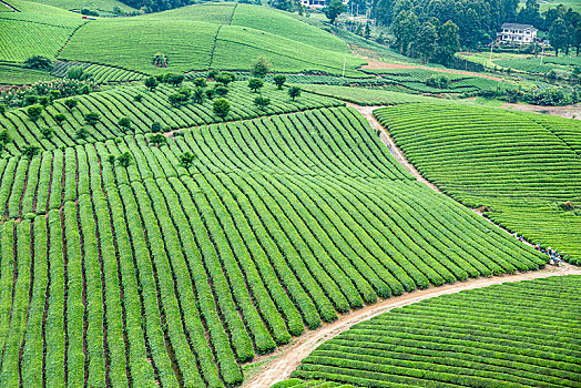 soi cau 247 khung3 ngay