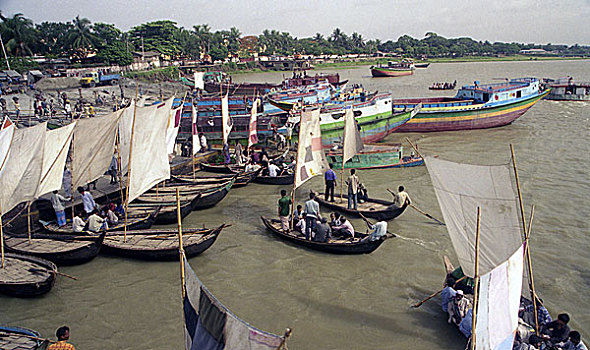 soi câu rong bach kim