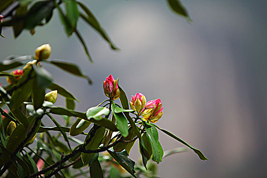 đề bạch thủ hôm nay