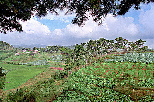 soi cầu bạch thủ 24h