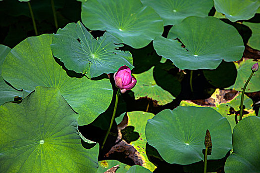 dàn đề 4 con