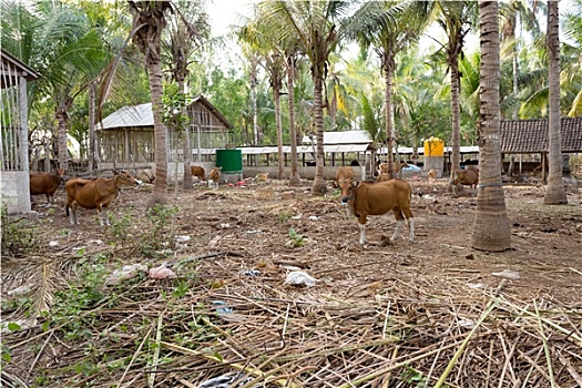 xổ số bình thuận