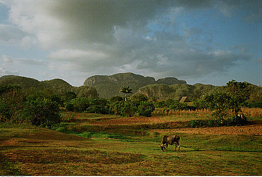 soi cau bach thu mien phi mien bac hom nay