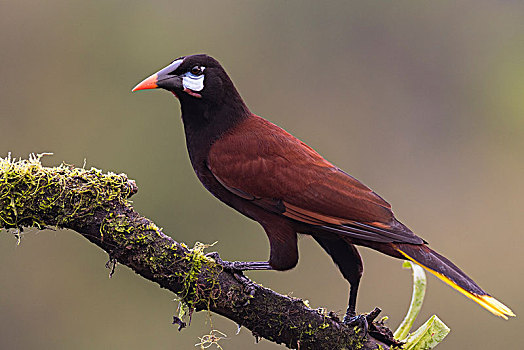 lô kép miền bắc