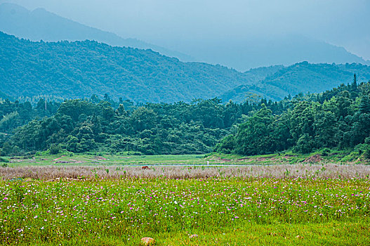 soi cau rong bach kim 88