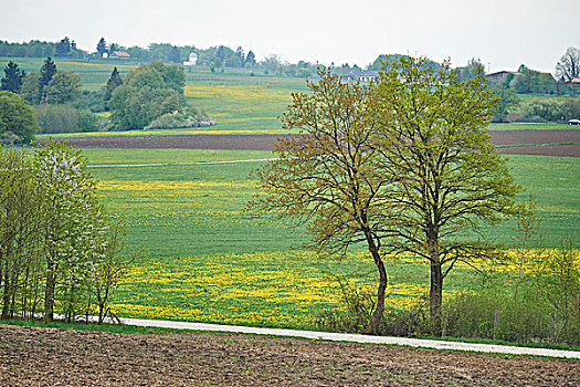 rong bach kim 2 nhay