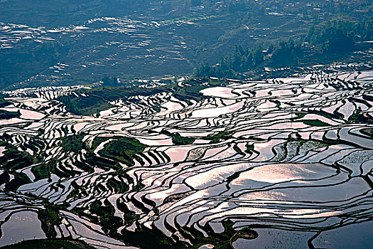 rong bach kim hai nhay