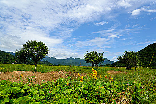 cau bach thu la