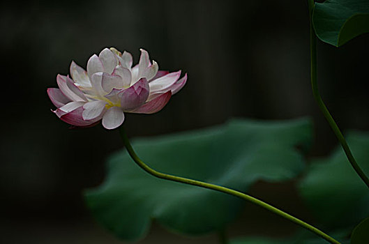soi cầu ăn thông
