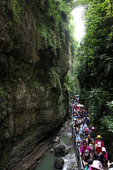soi cau rong bach kim mien phi