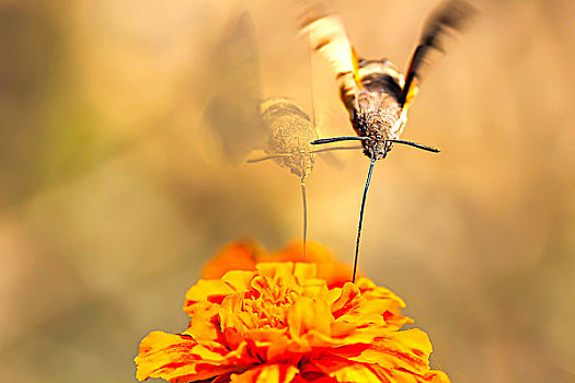lô tô miền bắc