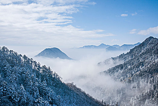 soi cau bach thu binh dinh