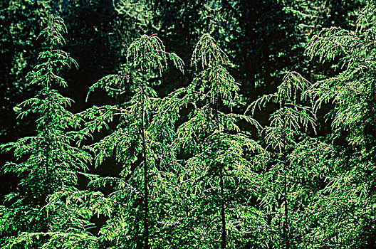 xskt cau bach thu