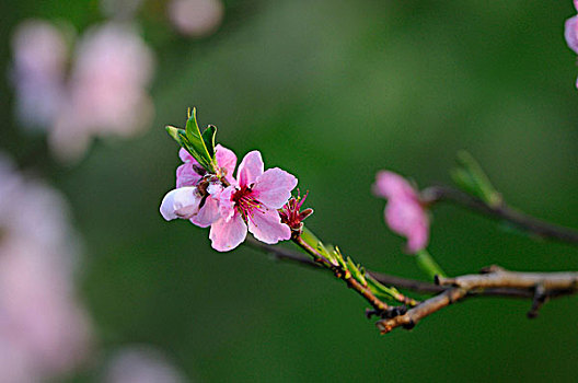 soi cau mien phi