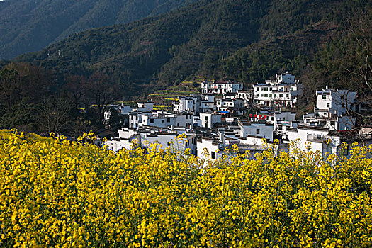 soicau mien nam