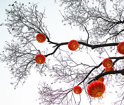 lô bạch thủ miền bắc