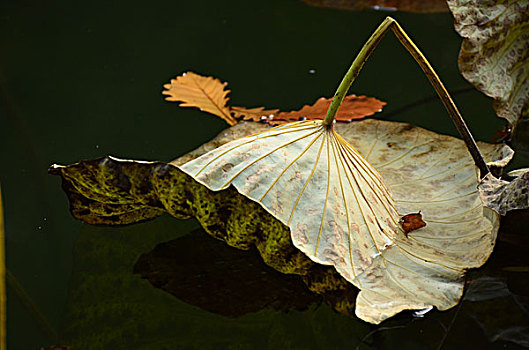 soi cầu lô đề