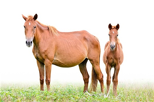 kết quả xổ số nét